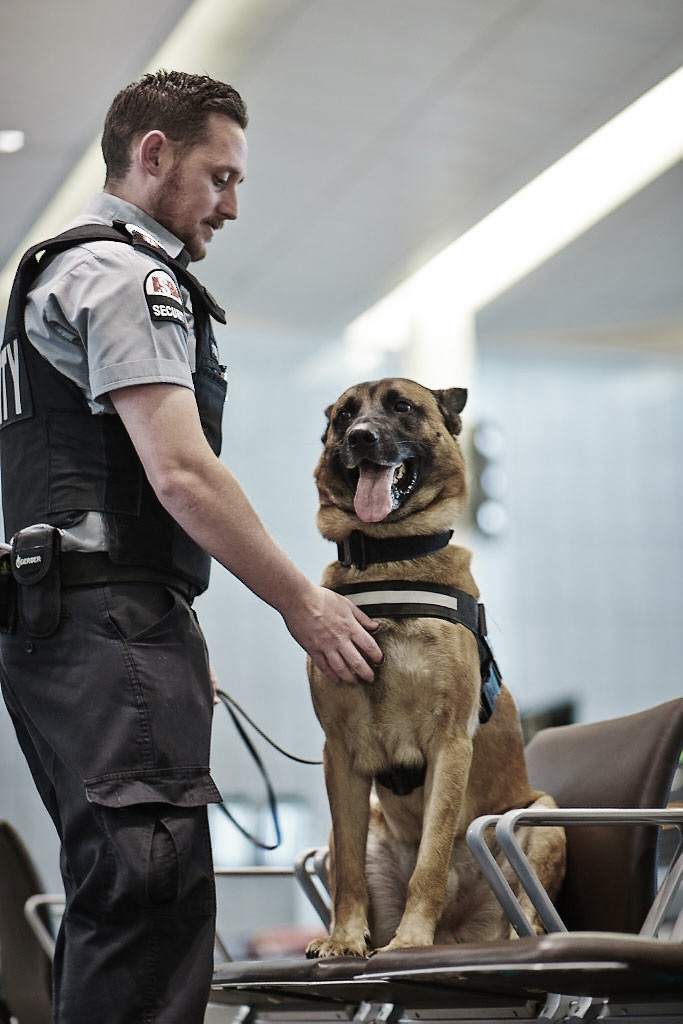 Canine Explosive Dog Detection