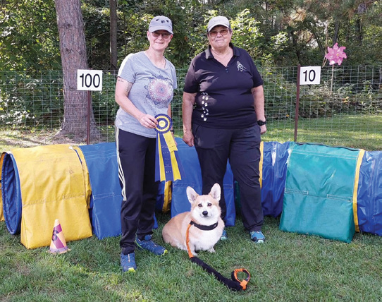 Handler Sandra Herbert in Quebec won for Agility 
(Standard Novice) and Jumper with Weaves, her corgi. 