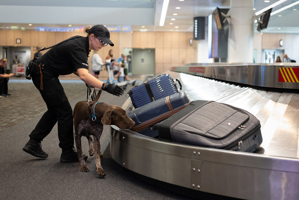 Canine Explosive Dog Detection (EDD) Services