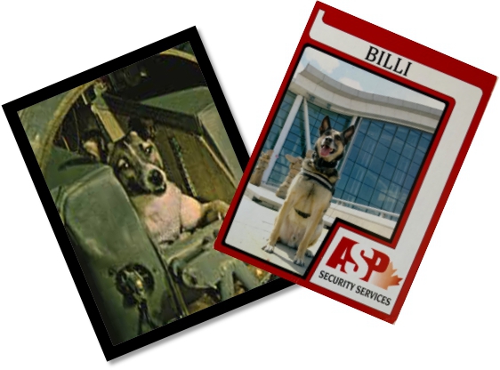 Canine Trading Cards Get an Overhaul